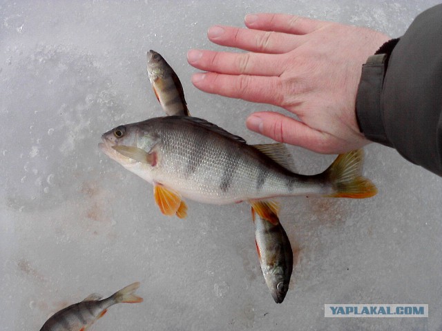 Скандал на похоронах героя «АТО» в Тернополе