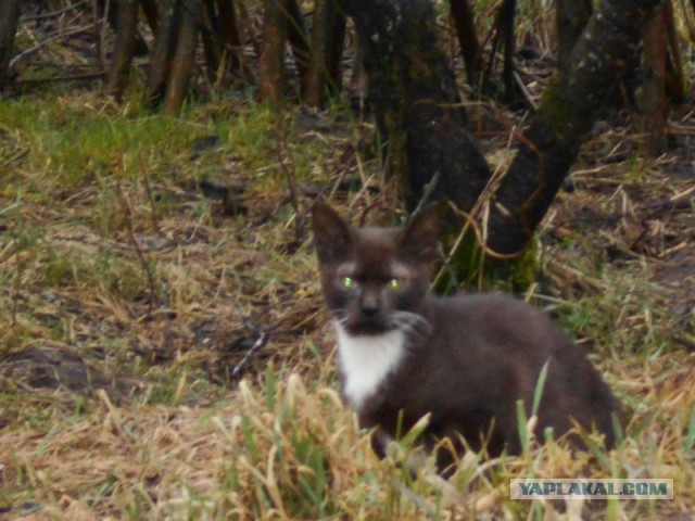 Жизнь домашнего приюта для котеек 104