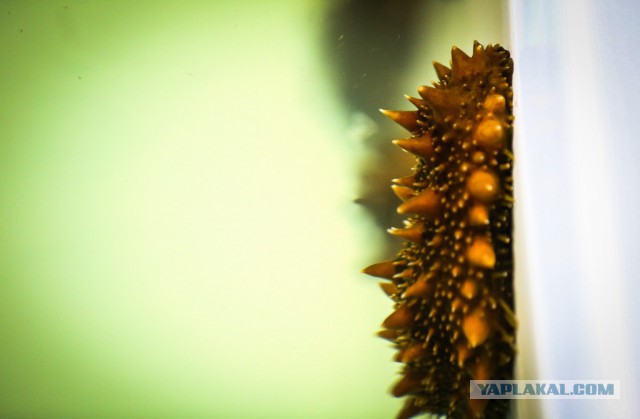 Как выращивают трепанга