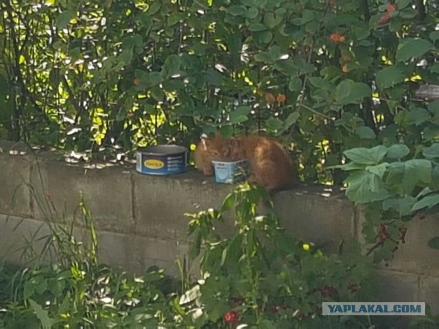 Котовторник 26.07 2016