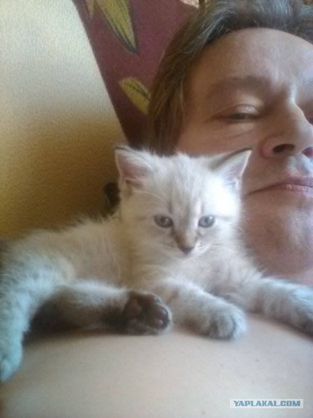Котовторник 30.08.2016