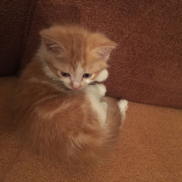 Котовторник 15.11.2016