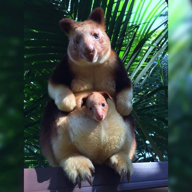 Самые смешные животные