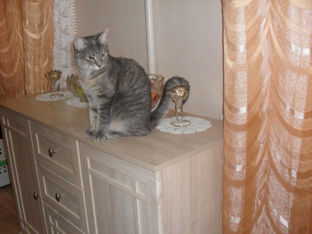 Котовторник 13.12.2016