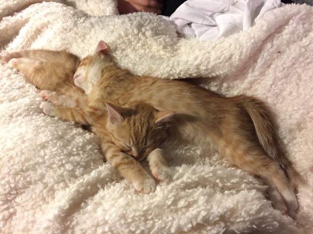 Коты из сети