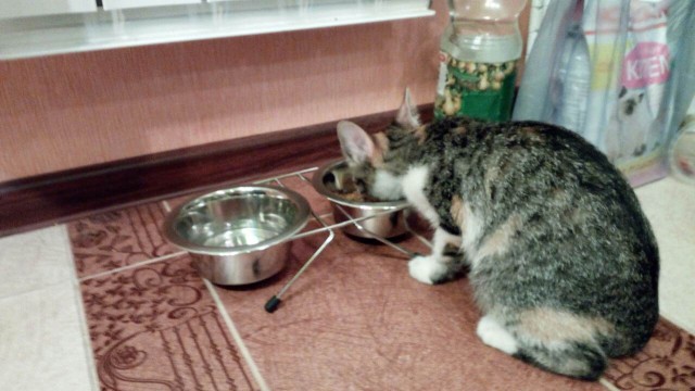 Коттедж своими руками, или про довольную котейку.
