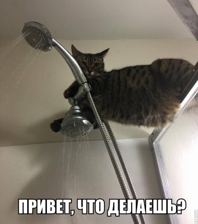 100 картинок для поднятия настроения!