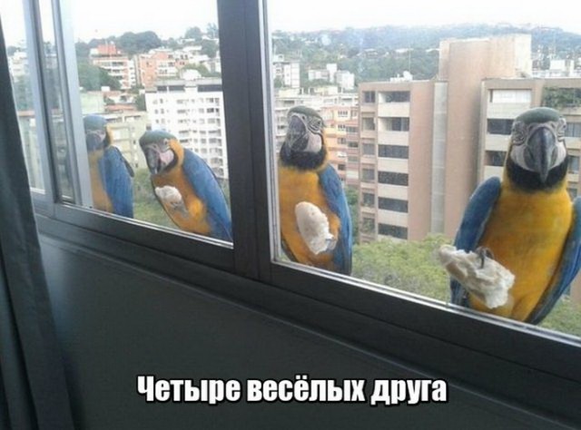 Подборка интересных и веселых картинок