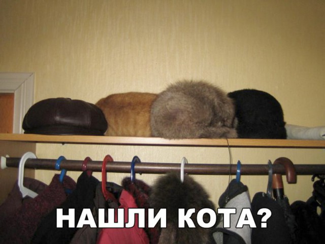 Фотобомбы котов