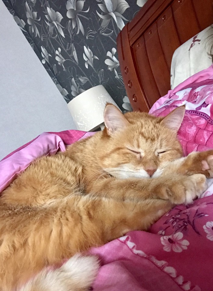 А не открыть бы нам котовторник 03.04.2018