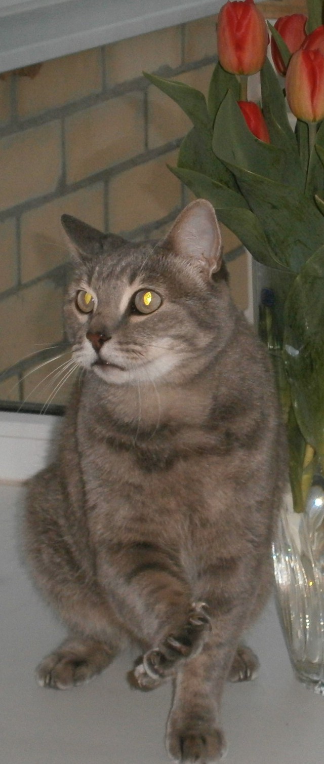 Котовторник