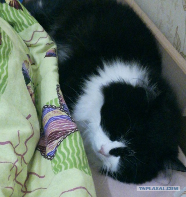 Котовторник 05.06.2018