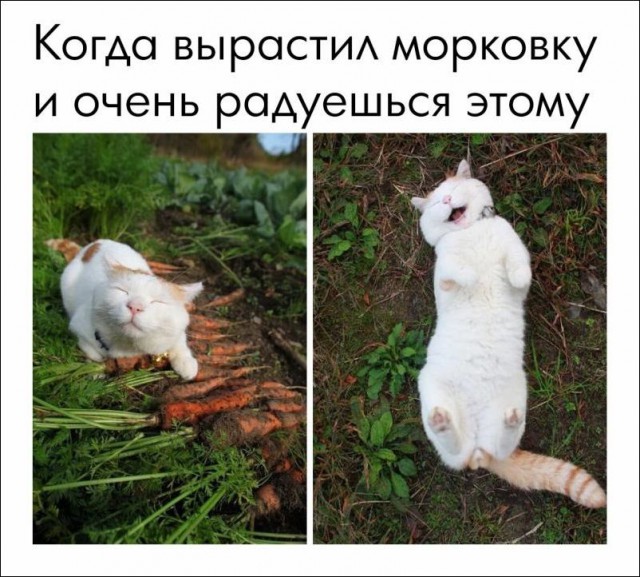 Подборка картинок. Забавных, прикольных - разных!