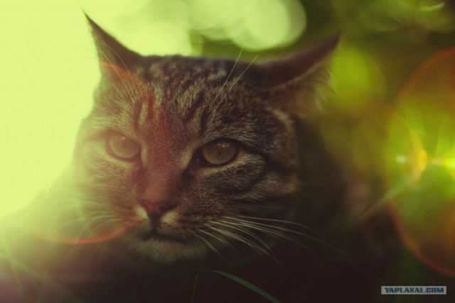 Котовторник в ЯПонии (58 фот)
