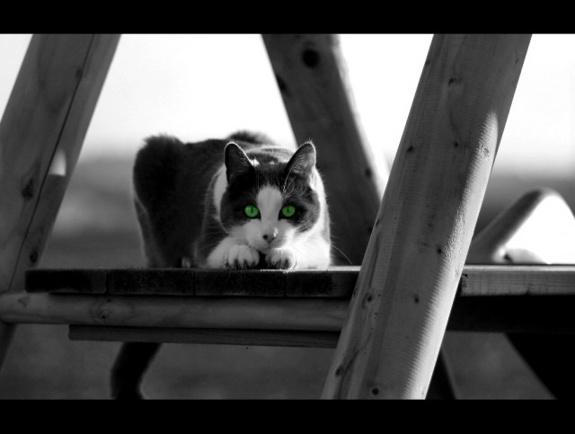 Котовторник ужасов (36 фот)