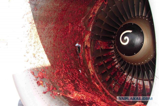 Военный Боинг C-17 пролетел между домами в Австралии, напугав жителей