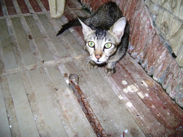 Котовторник!
