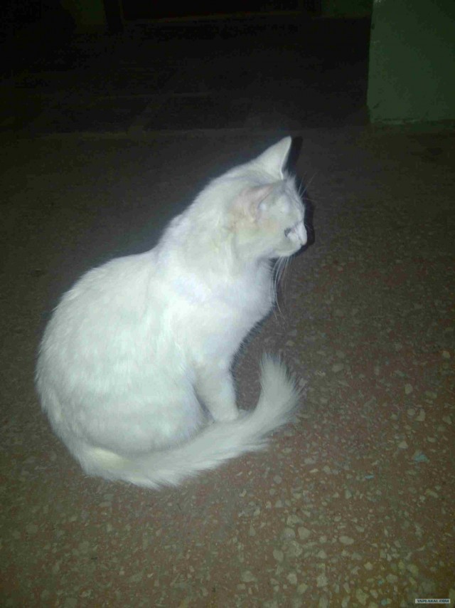 Котовторник (14.02.2012)