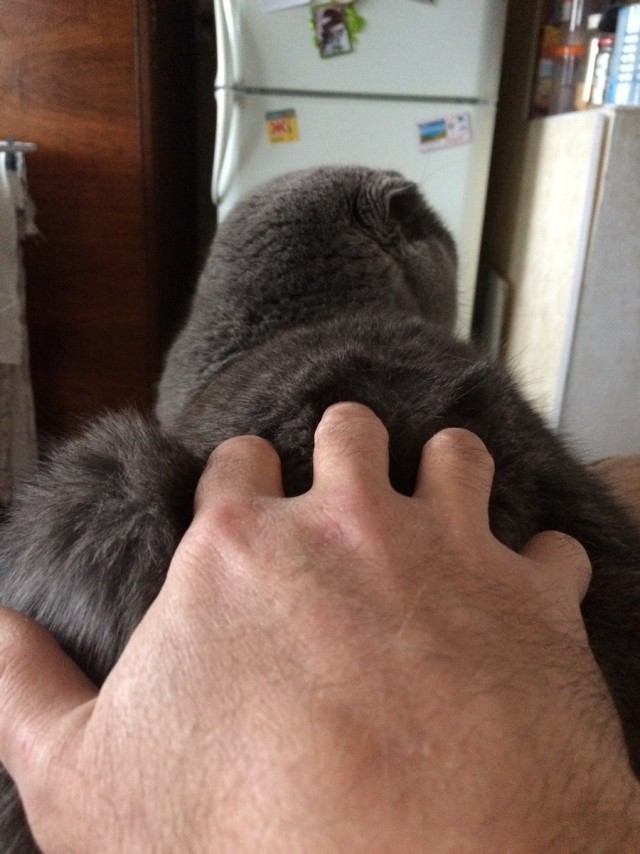Котовторник 2019