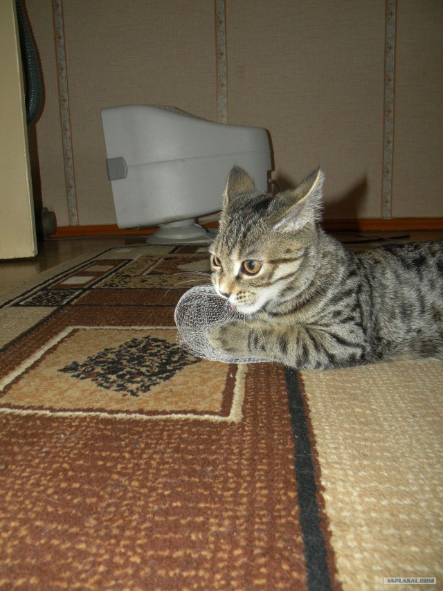 Котовторник 1 мая 2012