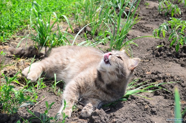 Котовторник 22.05.2012
