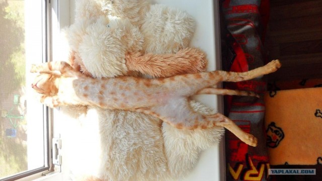 Котовторник 24.07.2012