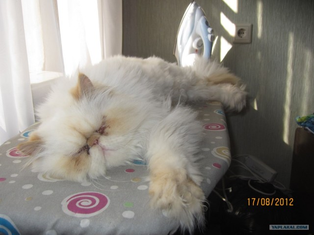 Котовторник  21.08.12