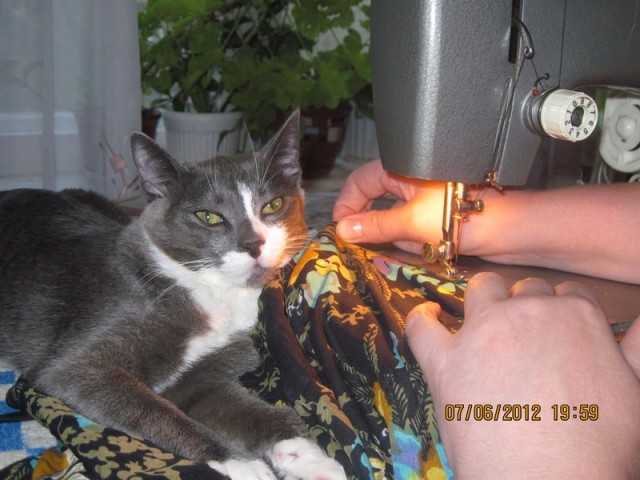 Котовторник  16.10.12