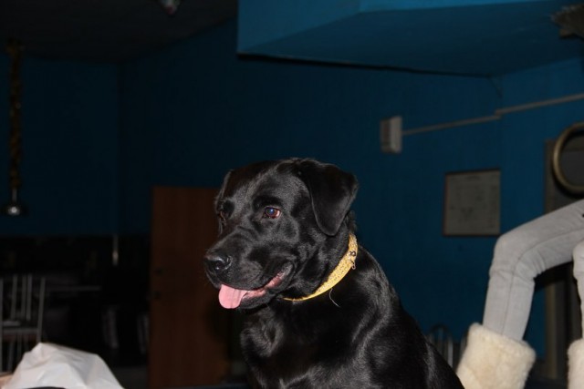 Собакочетверг 10.01.2013