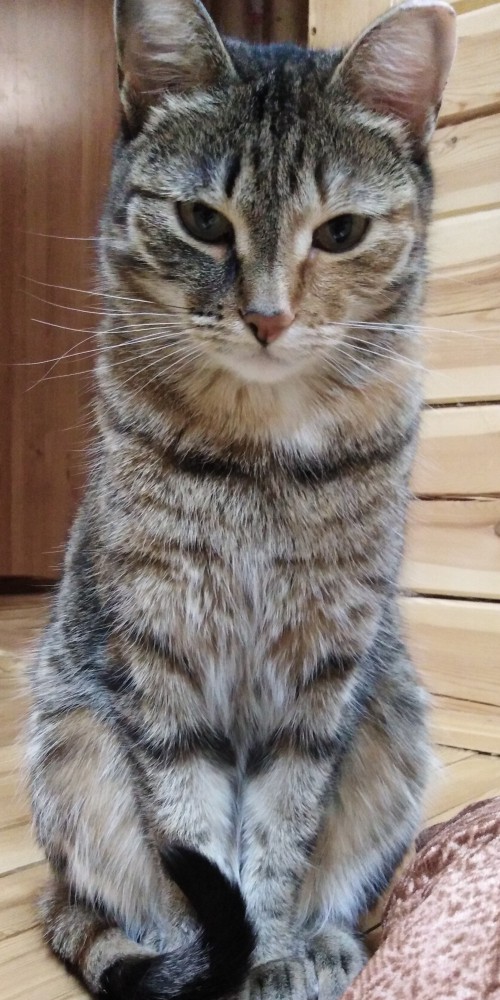 С Днём кошки!