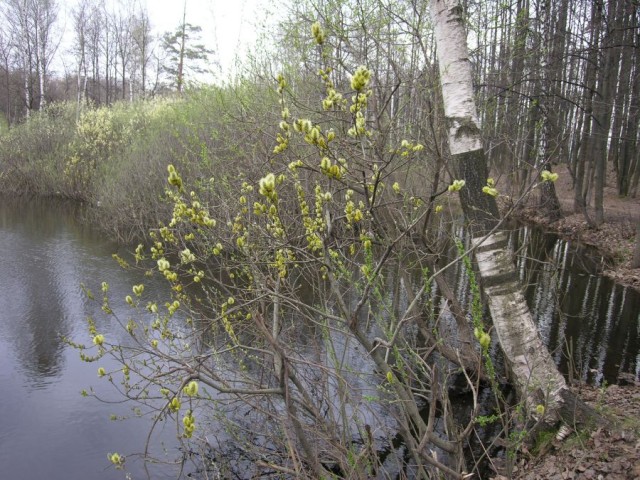 ВЕСНА. Цветы