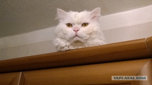 Кому на Руси жить хорошо?