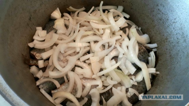 Караси и шпроты.