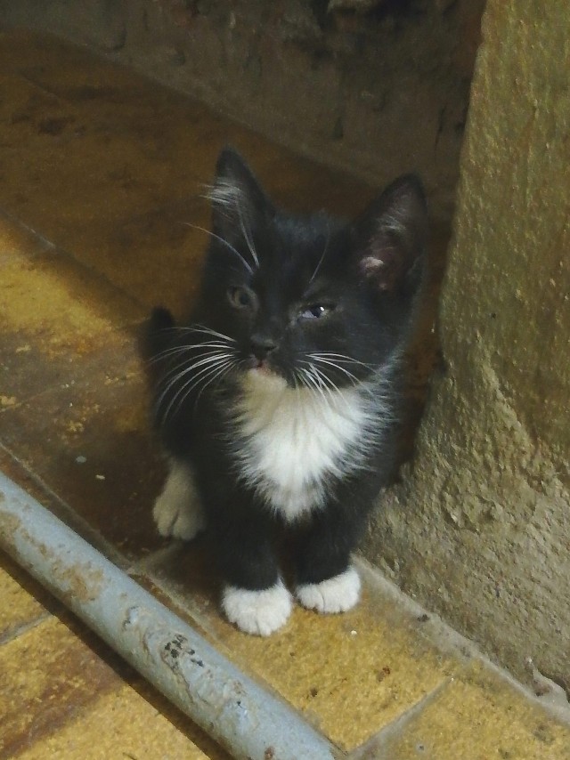 Забавные фото котеек
