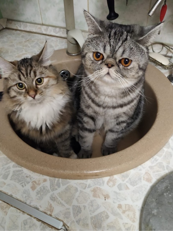 Картинки с котами и про котов