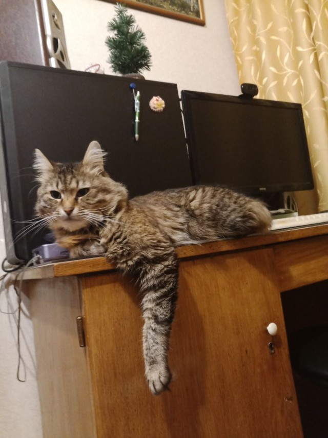 Сегодня отмечается Всемирный день кошек!