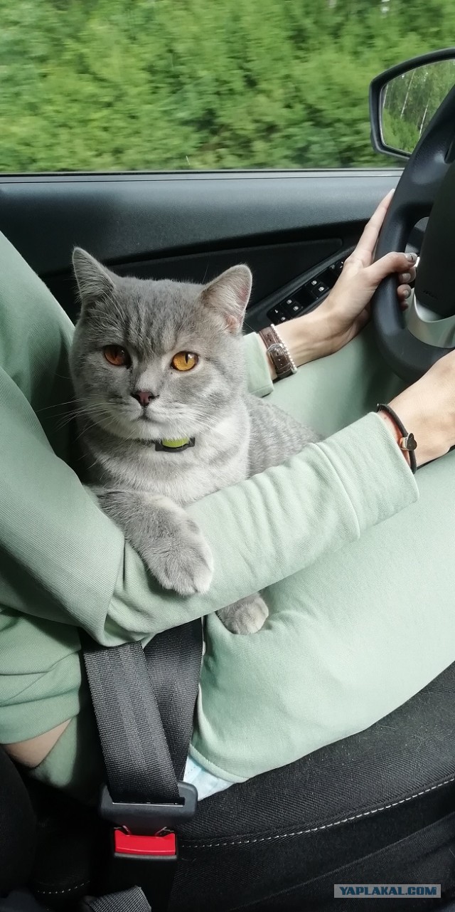 По просьбам в теме ниже. Реальный котовторник!