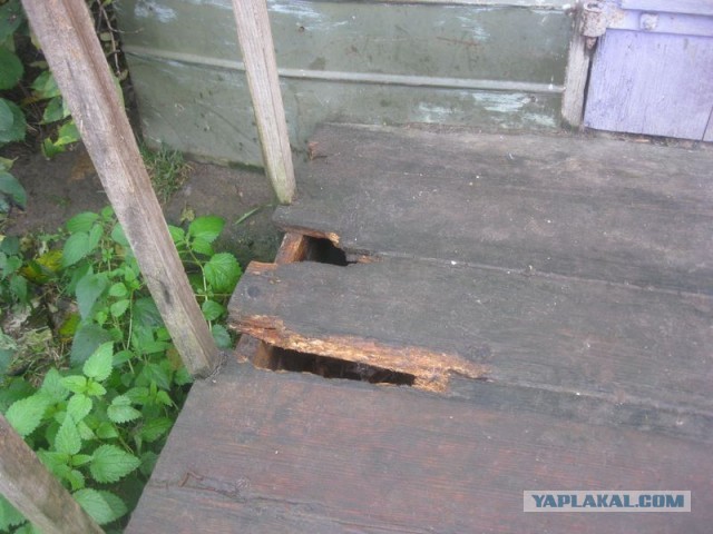 Жизнь домашнего приюта для котеек 315