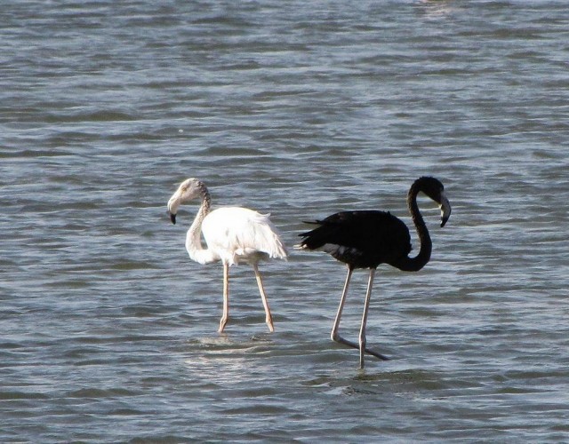 Подборка забавной живности