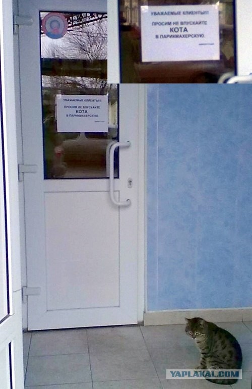 Не впускайте кота в парикхмахерскую)))