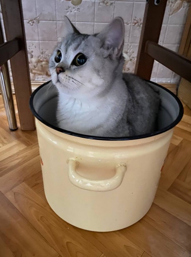 Котовторнику быть!