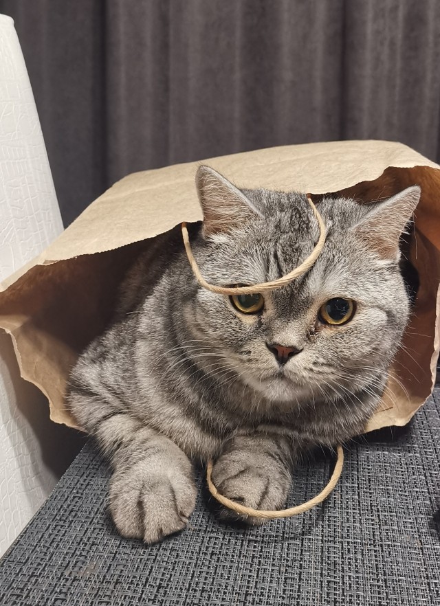 Погнали! С котовторником, други!