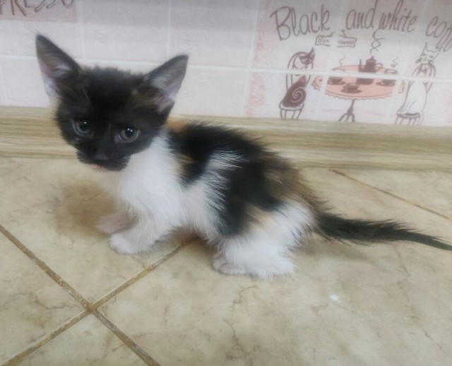 Котовторник (свои добавляем)