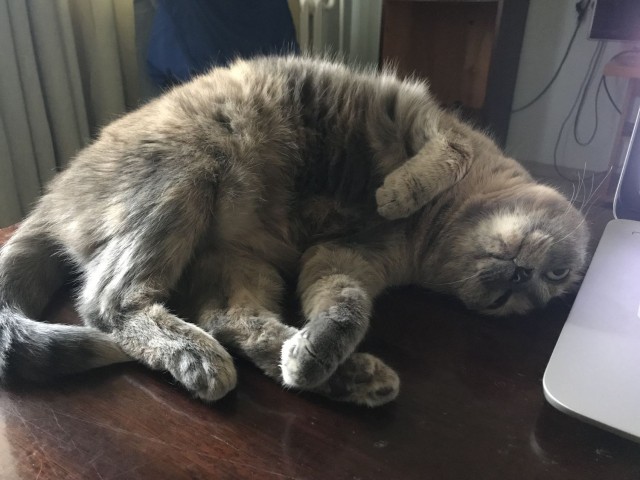 Котовторник 14.09.2021