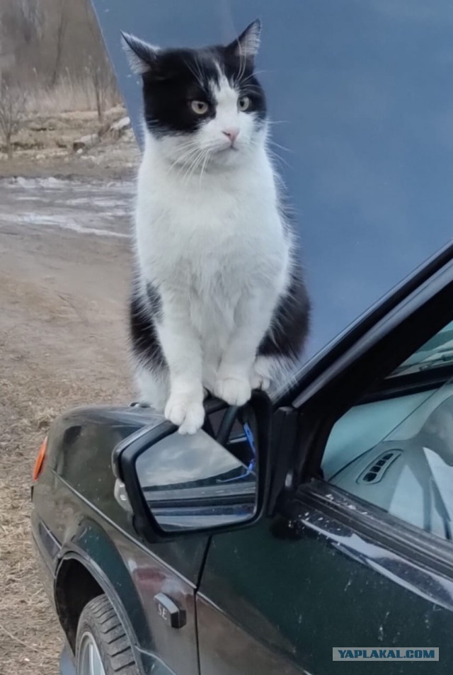 Котовторнику быть