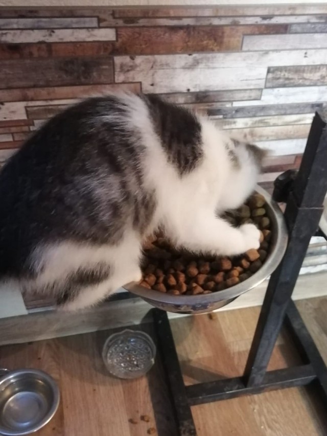 Котовторник 11.01.22