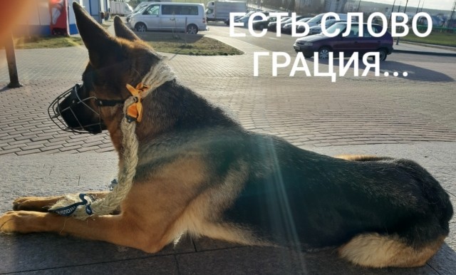 История с РСП в скриншотах. С фоткой попы этой самой РСП