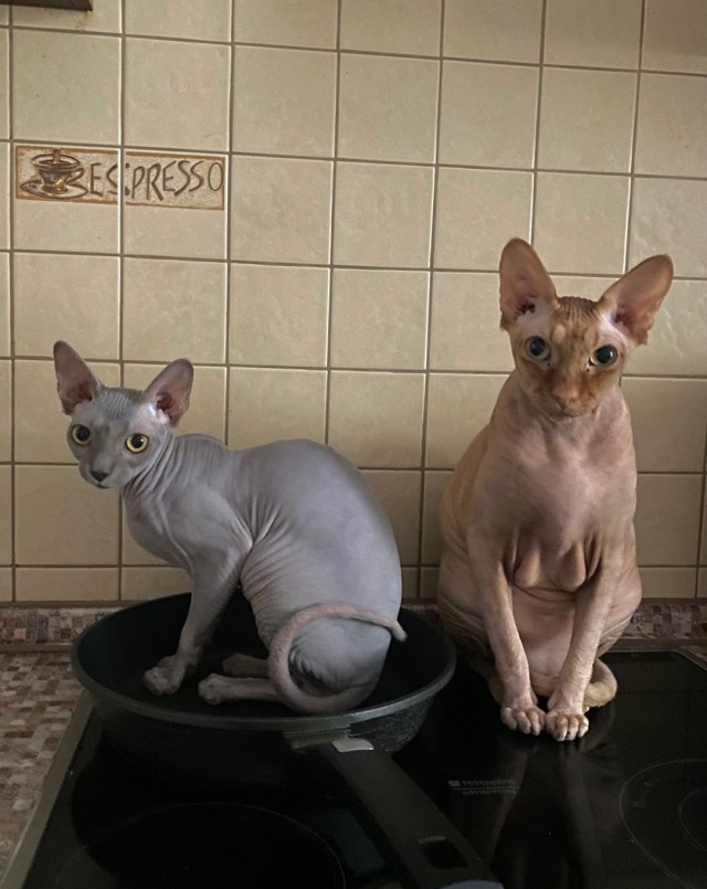 Что-то котовторник никто не начинает...