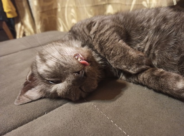 Котовторник вроде.