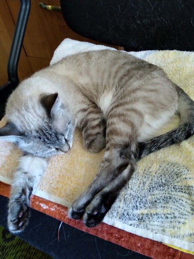Котовторник
